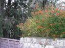 flowers on my old street
