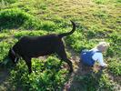 netanny with dog