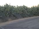 cactuses