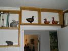 rabbits on shelf